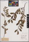 Foto von Salix atrocinerea Brot.